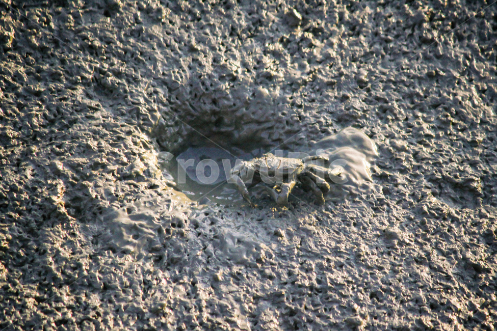 동물,animal,갯벌,게,crab,bay,생물,mudflat,mud,mudskipper,생태계,ecosystem,ecologicalsystem,자연,nature,해변,바다,beach,sea,동물,animal