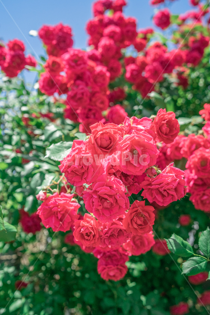장미,하늘,분홍색,꽃잎,rose,싱그러운,식물,자연,plants,nature,꽃,flower