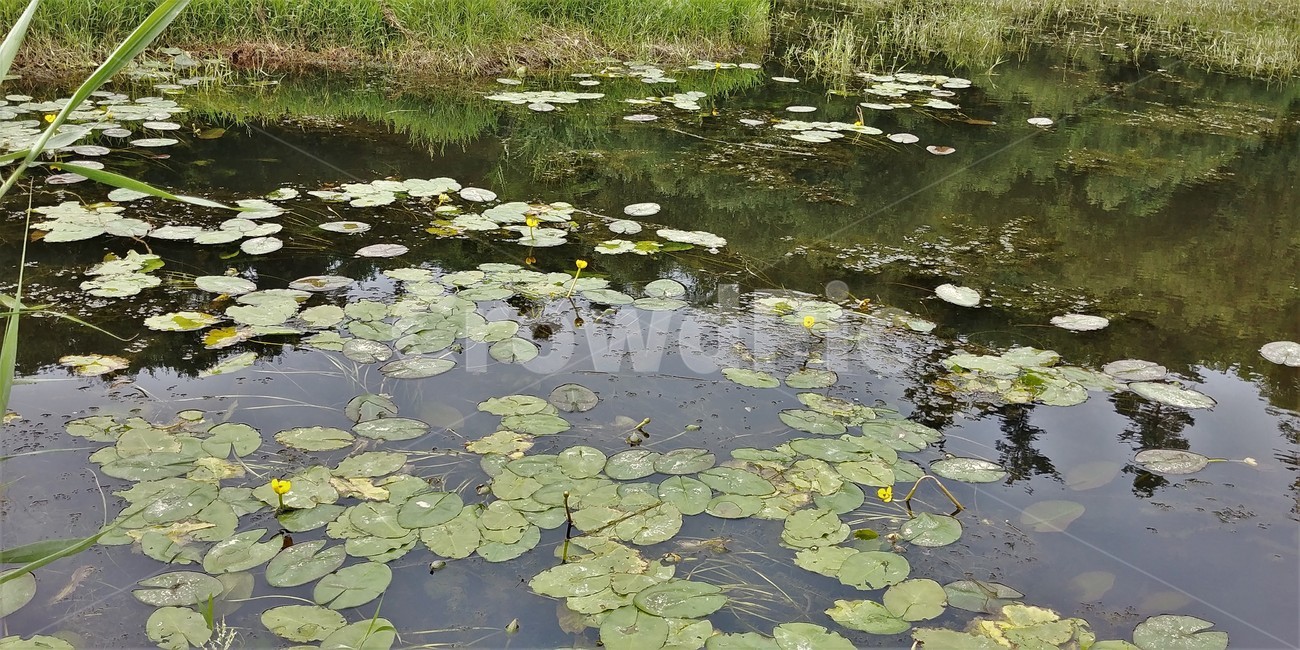 천내습지,생태습지,금강,생태보고,습지탐방,자연,자연,풍경,nature,landscape,water,물,outdoors,옥외,land,땅,plant,식물