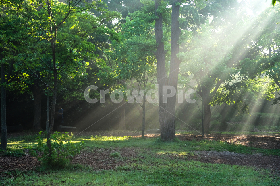 해빛,빛살,나무,자연,빛내림,자연,풍경,nature,landscape,휴식,힐링,rest,relaxation,healing