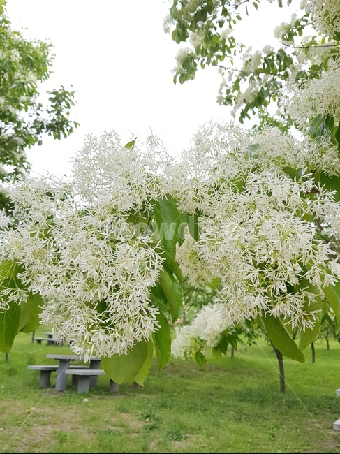 이팝나무,이팝나무꽃,통도사,풍년,천연기념물,나무,꽃,식물,자연,plants,nature,꽃,flower