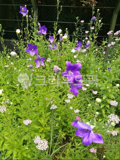 보라색,보라색꽃,꽃밭,자연,잔디