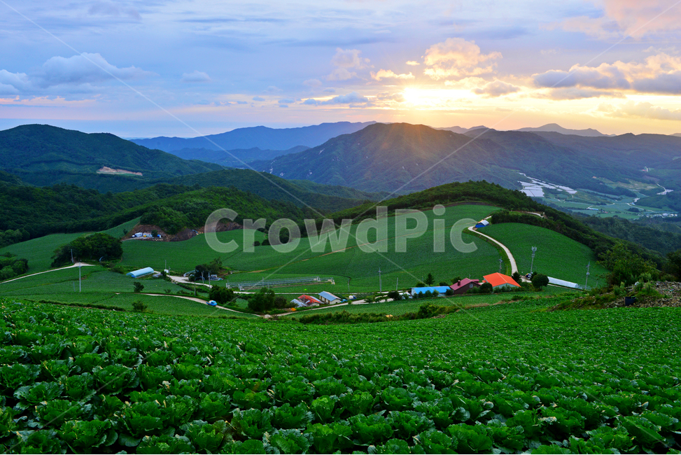 강원,강릉,왕산면,안반데기,배추밭,빨간지붕,녹색지붕,길,아침,일출,nature,자연,outdoors,옥외,scenery,풍경,countryside,한지방,자연,풍경,nature,landscape,한국자연풍경,한국자연경관,korea nature landscape,시골,마을,country,rural,town