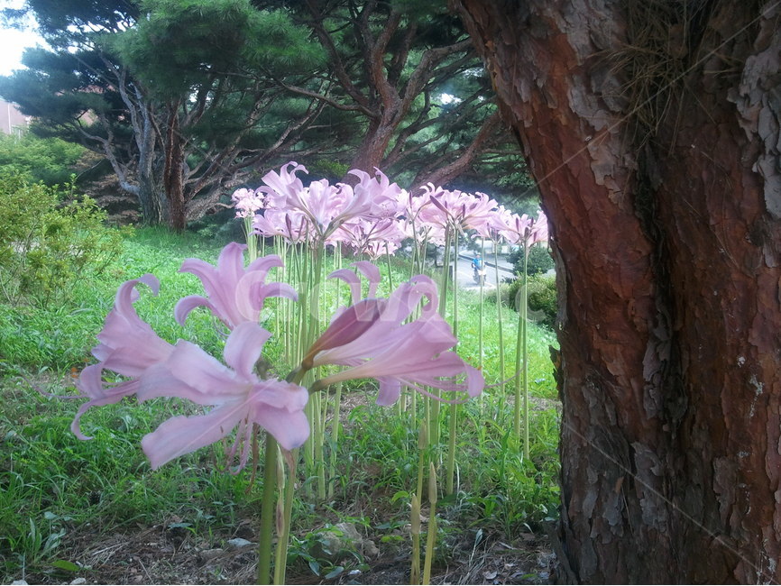 원추리,넘나물,득남초,백합과,분홍색,식물,자연,plants,nature,꽃,flower