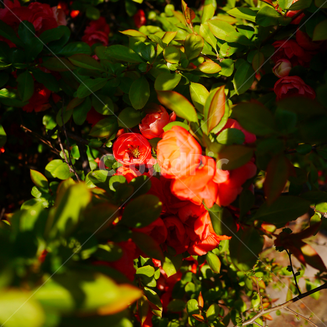 동백,동백꽃,꽃,flower,붉은,귀여운,식물,자연,plants,nature,꽃,flower