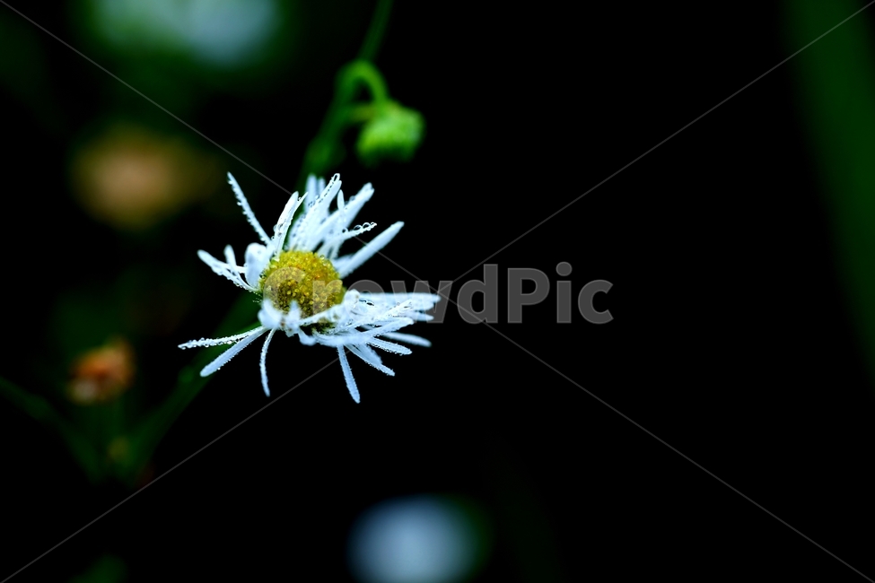 개망초,들풀,아침,이른아침,이슬,식물,자연,plants,nature,꽃,flower