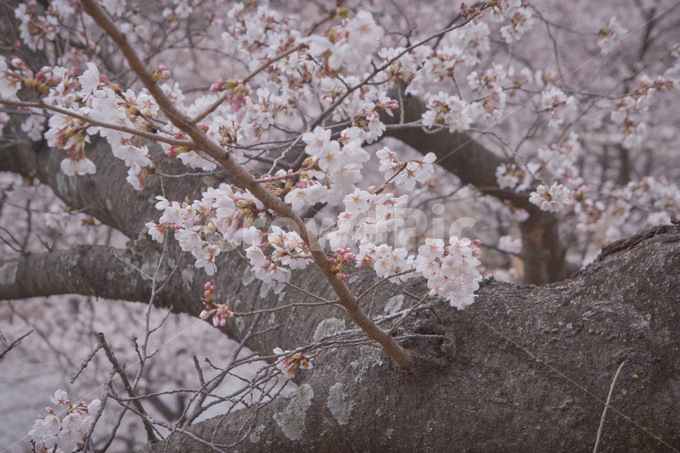 봄,벚꽃,핑크,꽃,감성,봄,계절,spring,season,식물,자연,plants,nature,꽃,flower,감성,sensible,feeling,plant,blossom