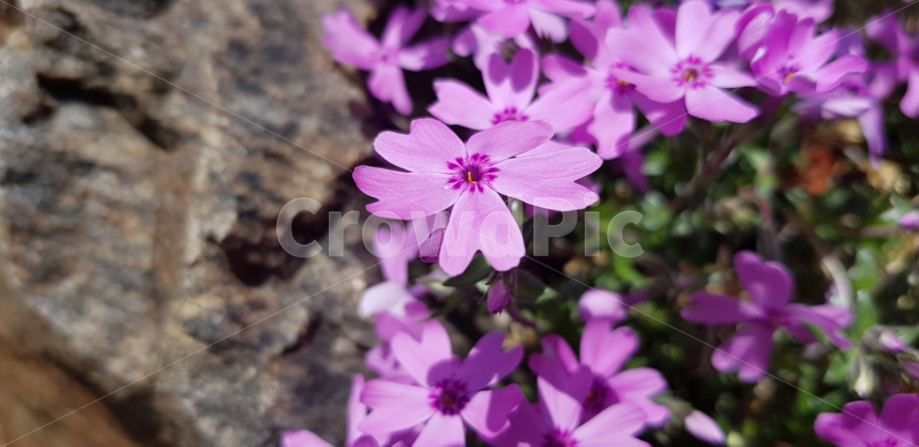 flower,꽃,plant,식물,blossom,꽃잎,제라늄,geranium
