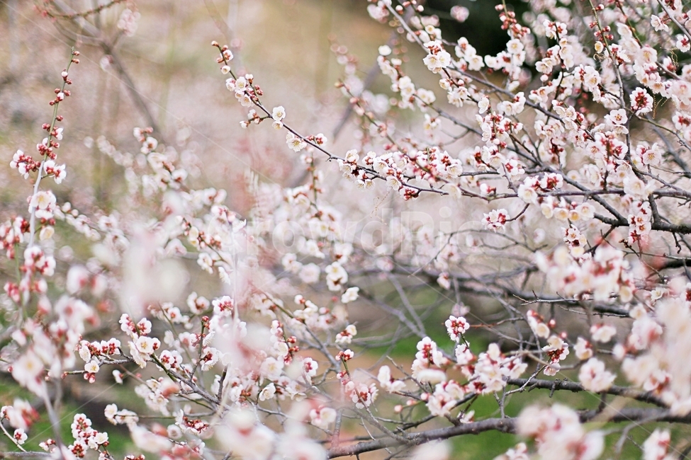 매화마을,매화꽃,매화,매화축제,하동,hadong,flower,꽃,봄,계절,spring,season,식물,자연,plants,nature,꽃,flower,plant,blossom