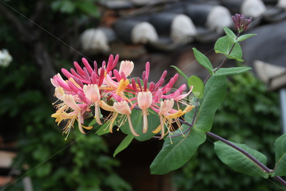 고택,꽃,향기,담장,한옥마을,전주,oldhouse,flower,fragrance,aroma,wall,hanokvillage,jeonju,식물,자연,plants,nature,꽃,flower