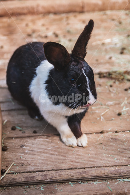 토끼,유기묘,rabbit,화목한,옹기종기,귀여운,동물,animal,포유류,mammal