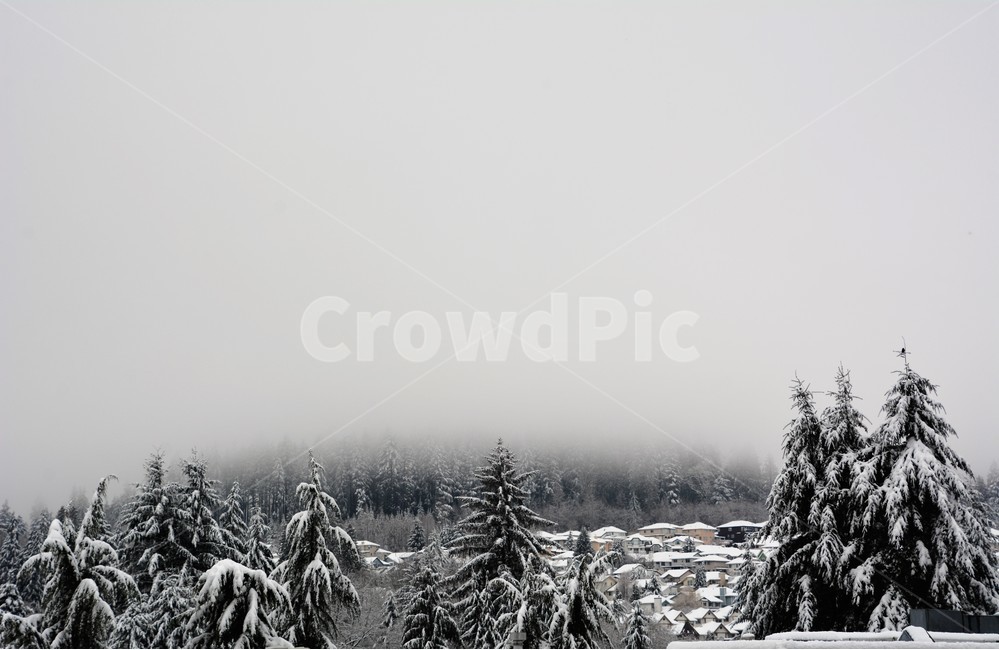 겨울,설경,나무,크리스마스,자연,캐나다,겨울,계절,winter,season,자연,풍경,nature,landscape,tree,plant,식물,fir,전나무
