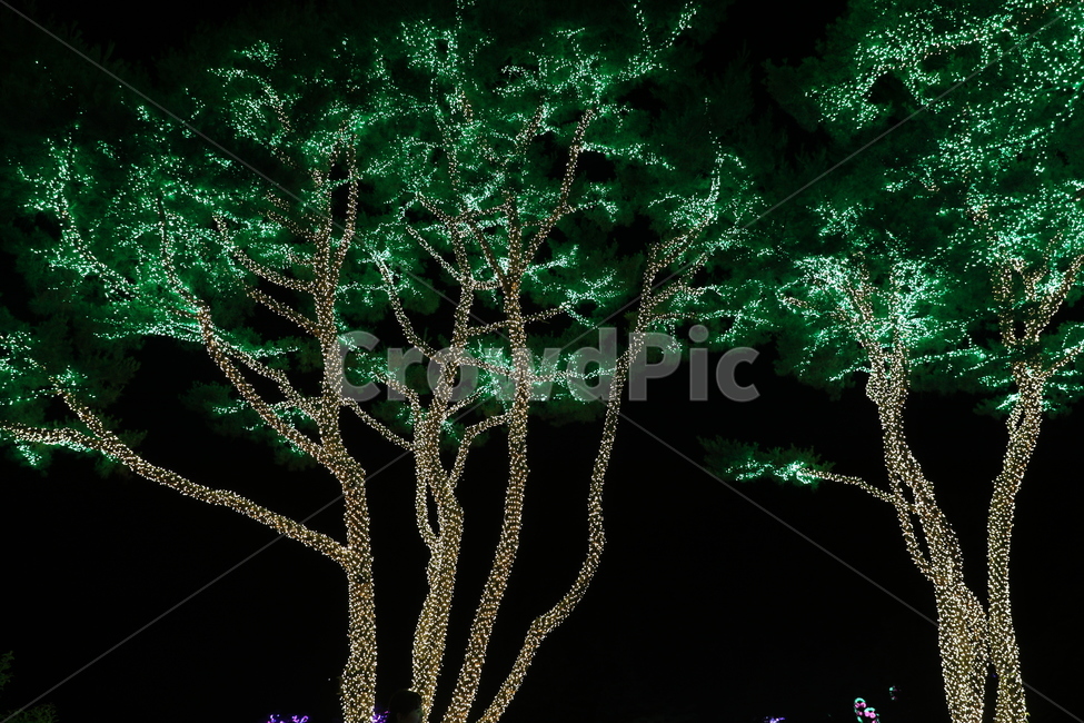 나무,조명,나무조명,빛나는나무,감성사진,야경,밤,풍경,nightscape,night,landscape,식물,자연,plants,nature,나무,trees,wood