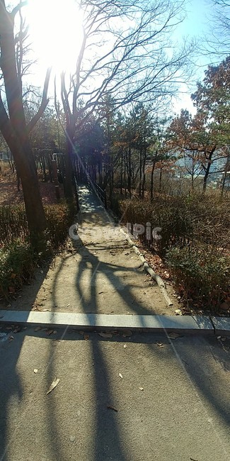씨앗,하늘,나무,둘레길,공원