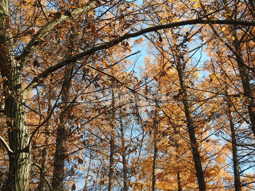 나무,식물,나무줄기,자연,가을,가을,계절,fall,autumn,season,식물,자연,plants,nature,나무,trees,wood