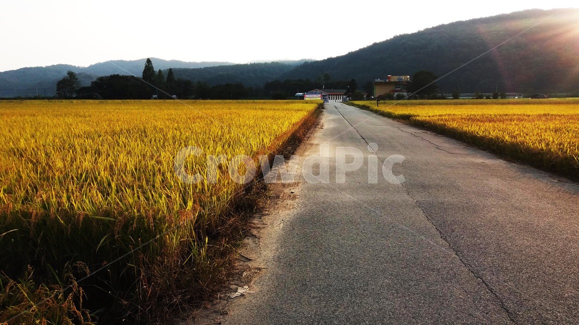 가을,햇살,길,학교,벼,가을,계절,fall,autumn,season,asphalt,아스팔트