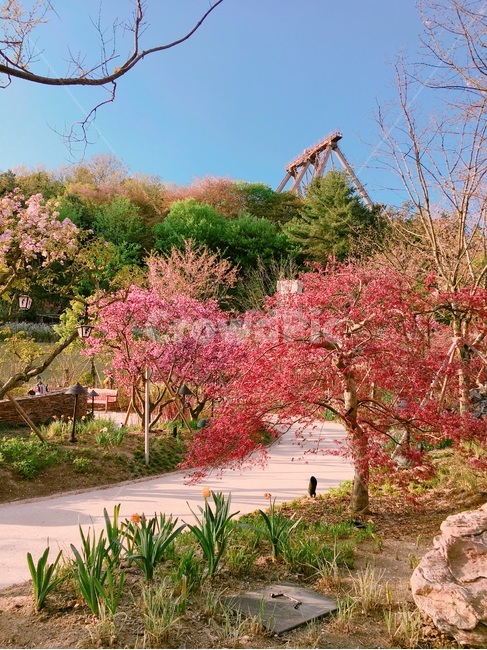 벚꽃,왕벚꽃,단풍나무,봄,수선화,식물,자연,풍경,nature,landscape,plant