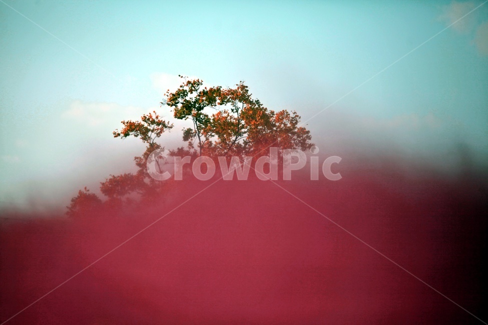 핑크뮬리,공원,자연,갈대,나무,가을,계절,fall,autumn,season,식물,자연,plants,nature,weather,날씨,outdoors,옥외