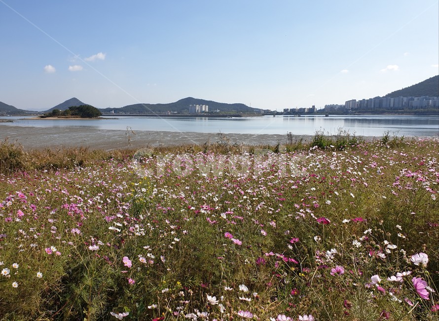 자연,nature,코스모스,섬,island,식물,자연,plants,nature,꽃,flower