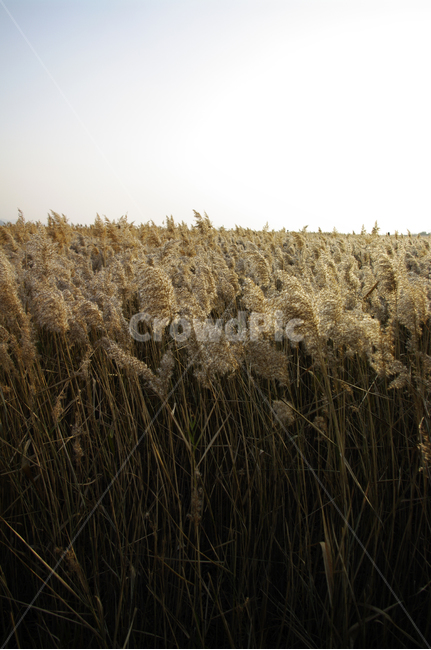 노을,풍경,갈대밭,갈대,식물,가을,계절,fall,autumn,season,자연,풍경,nature,landscape,plant,vegetable,야채,food,음식,grain,곡물