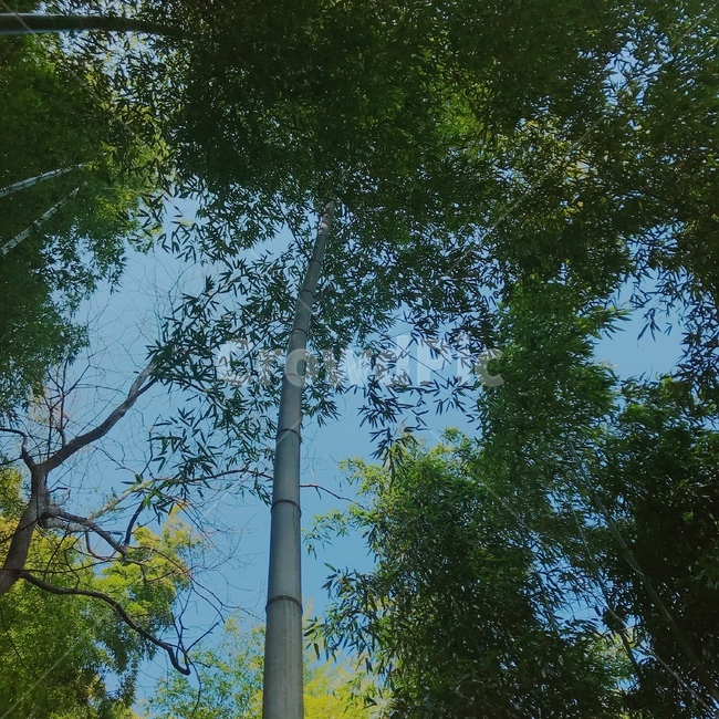 나무,tree,식물,대나무,대나무숲