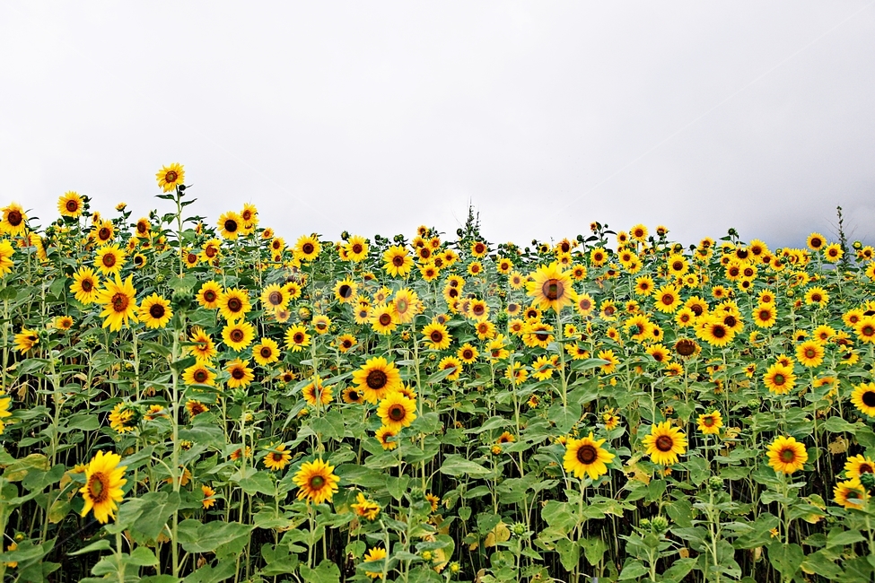 해바라기,꽃,꽃잎,씨,해바라기씨,큰꽃,가을꽃,공원,자연,식물,자연,plants,nature,꽃,flower