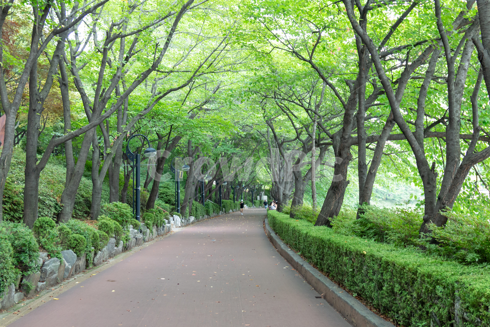 석촌호수,잠실,서울,숲,숲길,호숫가,공원,야외,녹음,초록색,여름,풍경,경치,조깅,산책,운동,산책로,석촌호수공원,호수공원,명소,송파나루공원,관광지,도심공원,시원한,녹색,청량한