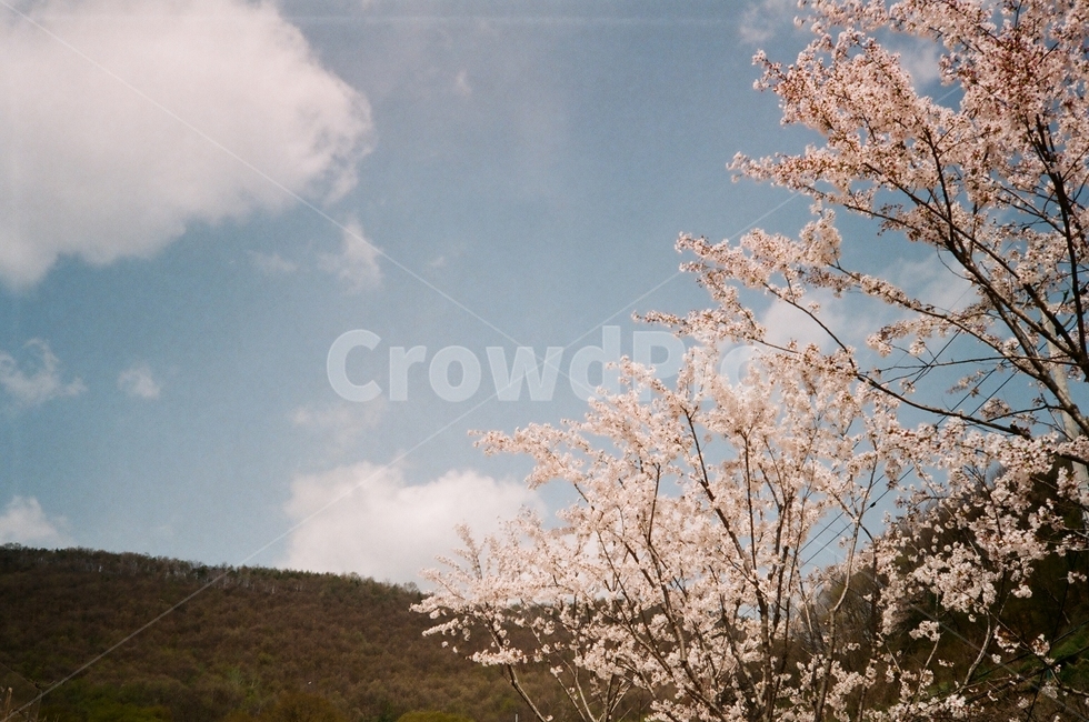 제주,jeju,색감,필름,film,청도,한국,봄,계절,spring,season,식물,자연,plants,nature,꽃,flower,plant,blossom
