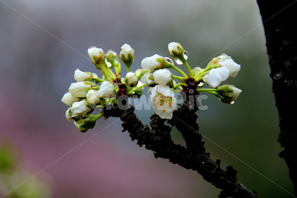 봄,식물,꽃,나무,풍경,봄,계절,spring,season,식물,자연,plants,nature,꽃,flower,plant,blossom
