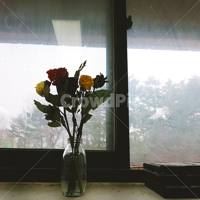 장미,말린장미,유리병,실내,감성사진,실내용화초,화분,화초,house plant