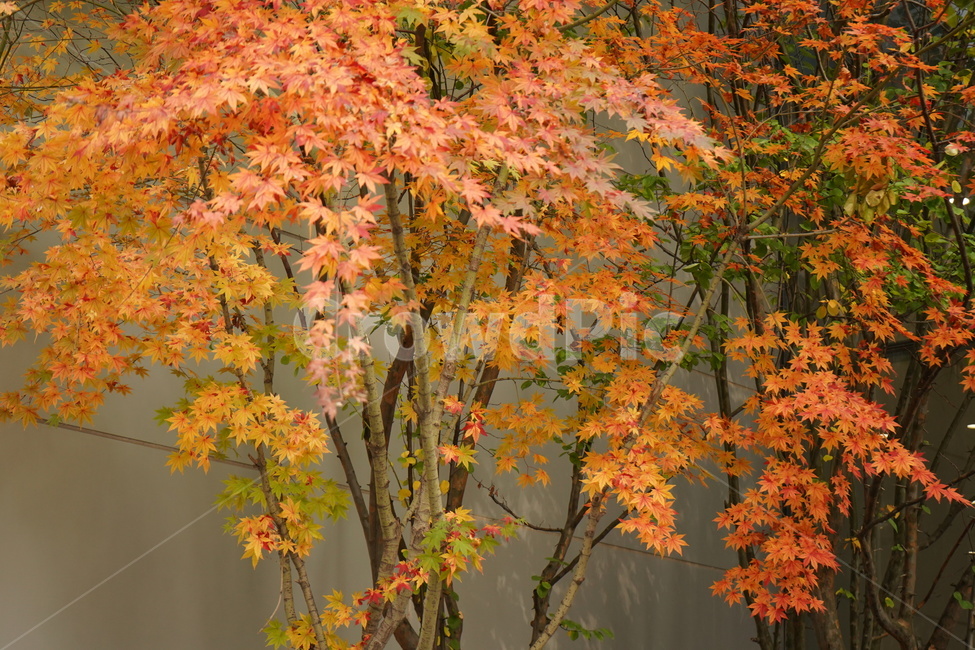 단풍,낙엽,나무,단풍나무,자연,가을,계절,fall,autumn,season,식물,자연,plants,nature,나무,trees,wood,plant,leaf,잎,tree,maple