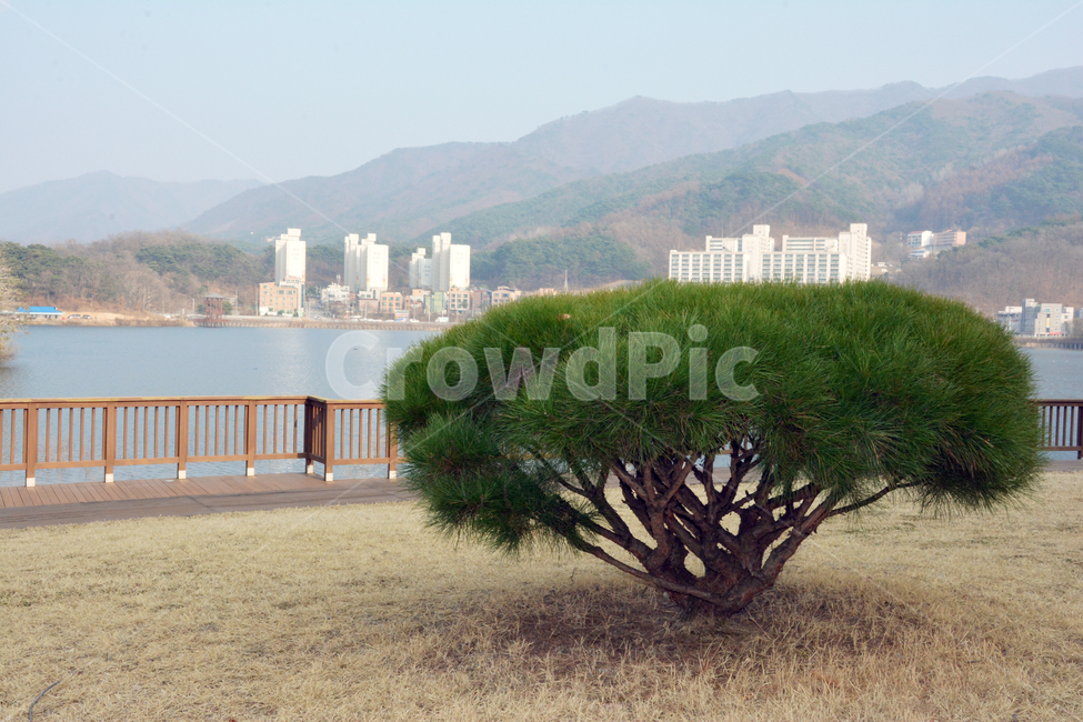 소나무,잔디,향나무,침엽수,저수지,녹색,finetree,grass,water,green,식물,자연,plants,nature,나무,trees,wood