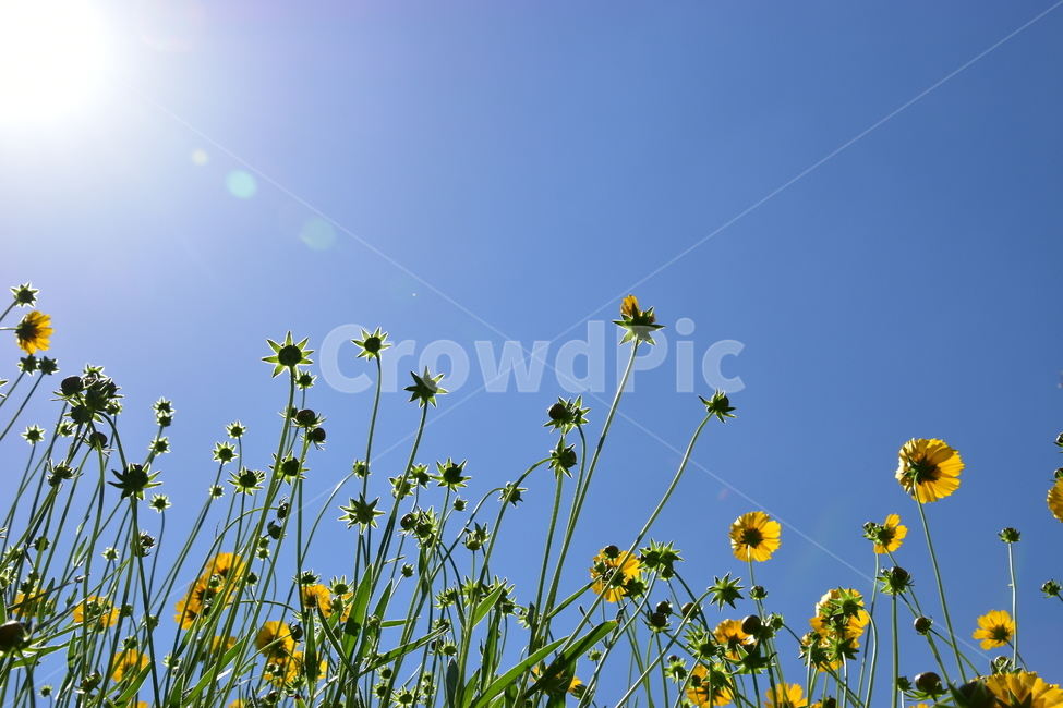 배경,아름다운,하늘,자연,꽃,나비,길,산책,파란,태양,햇살,background,beautiful,sky,nature,flower,butterfly,way,walking,blue,sun,sunshine,식물,자연,plants,nature,꽃,flower