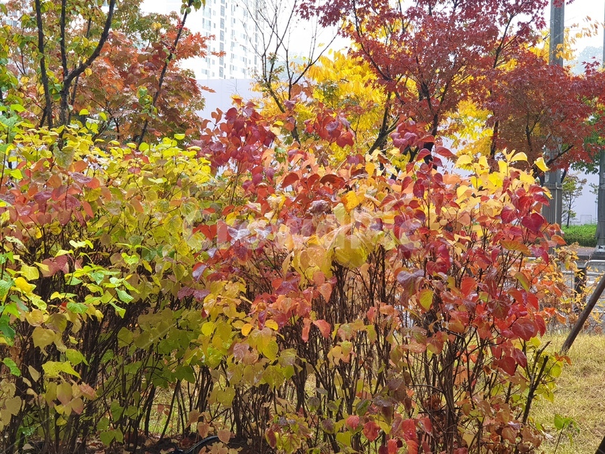 가을,단풍,라일락,가을풍경,식물,가을,계절,fall,autumn,season,leaf,잎,plant,tree,나무,maple