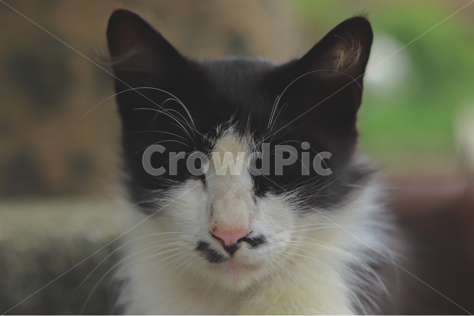 고양이,동물,길고양이,냐옹이,야옹이,길거리,animal,straycat,kitty,street,동물,animal,포유류,mammal,고양이,cat,kitten,kitty