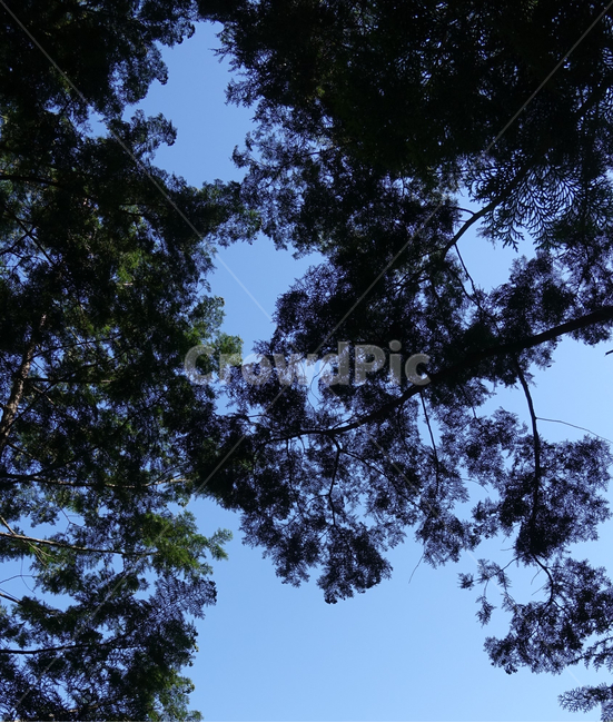 숲,우듬지,나무꼭대기,forest,tree,plant,식물,하늘,sky