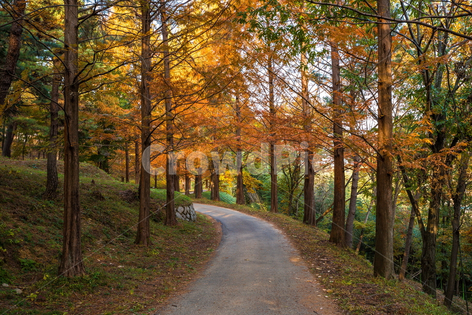 단풍,가을풍경,풍경,가을,가을날,landscape,가을길,가을,계절,fall,autumn,season,자연,풍경,nature,landscape,tree,나무,plant,식물,tree trunk,나무 줄기