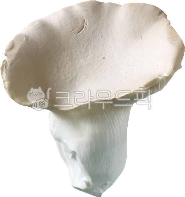 황제버섯,버섯,버섯류,식용버섯,mushrooms,버섯누끼,식재료,음식누끼,음식,누끼