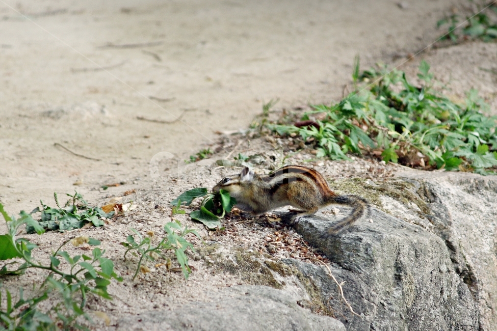 자연,동물,다람쥐,설치류,포유류,cute,공생,동물,animal,포유류,mammal