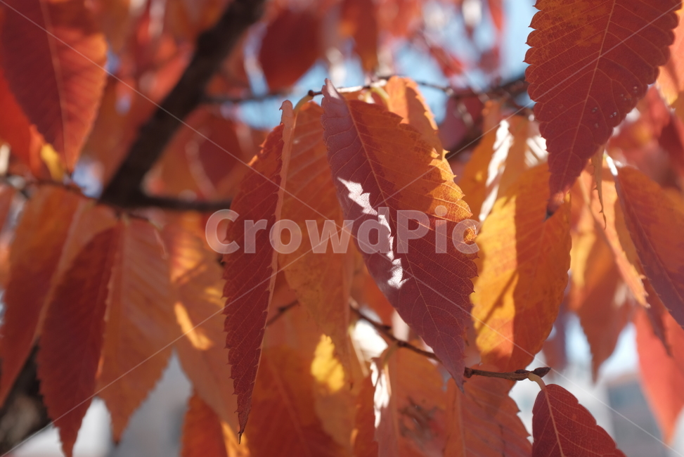 단풍,단풍잎,나뭇잎,나무,잎,가을,가을,계절,fall,autumn,season,leaf,plant,식물,veins,정맥