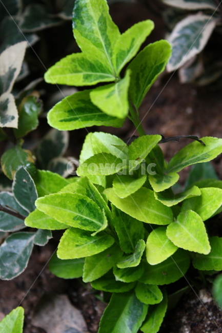 leaf,잎,plant,식물,야외,식물,자연,plants,nature