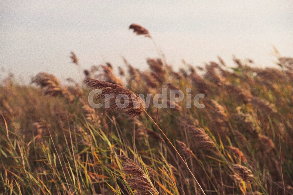 감성,갈대,갈대밭,가을,아웃포커싱,가을,계절,fall,autumn,season