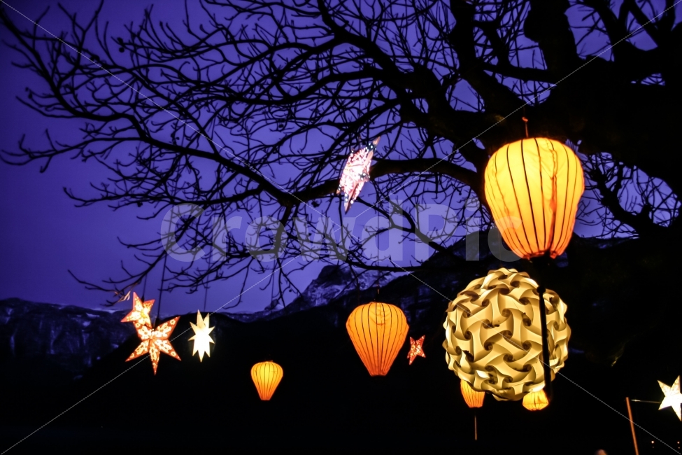 야경,반짝반짝,전등,조명,트리,장식,야경,밤,풍경,nightscape,night,landscape,bird,새,animal,동물