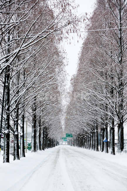 담양,설경,눈쌓인거리,겨울,눈길,눈쌓인도로,겨울,계절,winter,season,자연,풍경,nature,landscape,한국자연풍경,한국자연경관,korea nature landscape,snow,눈,blizzard,눈보라,outdoors,옥외,storm,폭풍