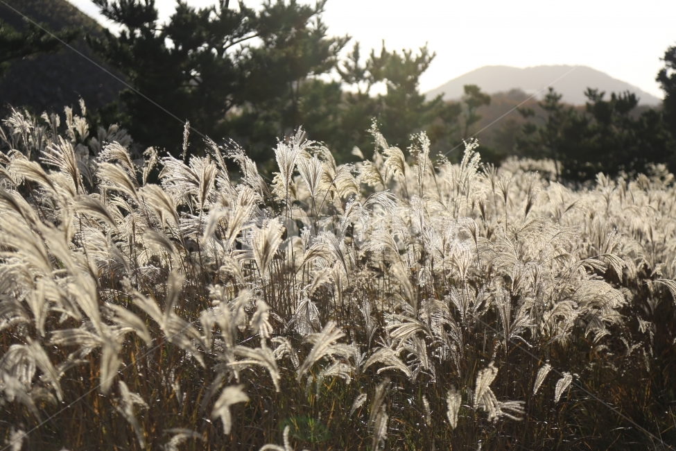 억새,가을,제주,한라산,황금,가을,계절,fall,autumn,season,식물,자연,plants,nature,grass,잔디,plant,lawn,reed,갈대