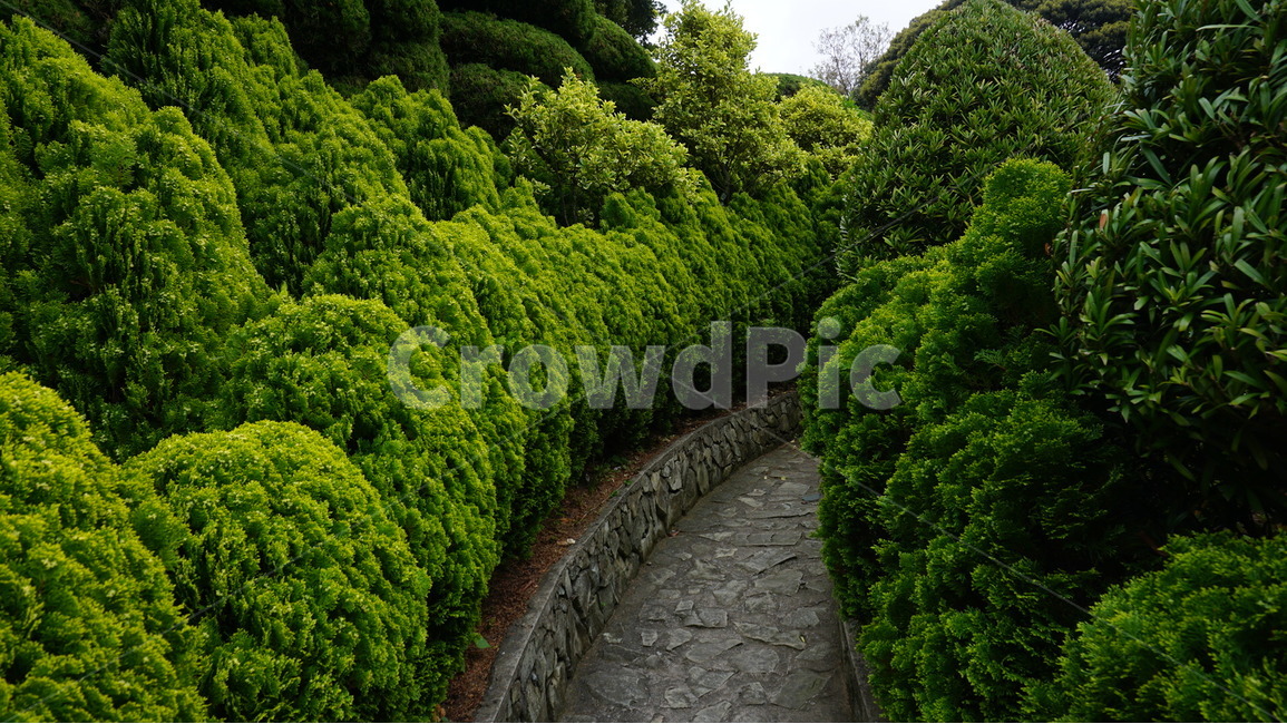 정원,풀,초록색,나무,가꾸어진,둥근,길,돌길,자연,풍경,nature,landscape
