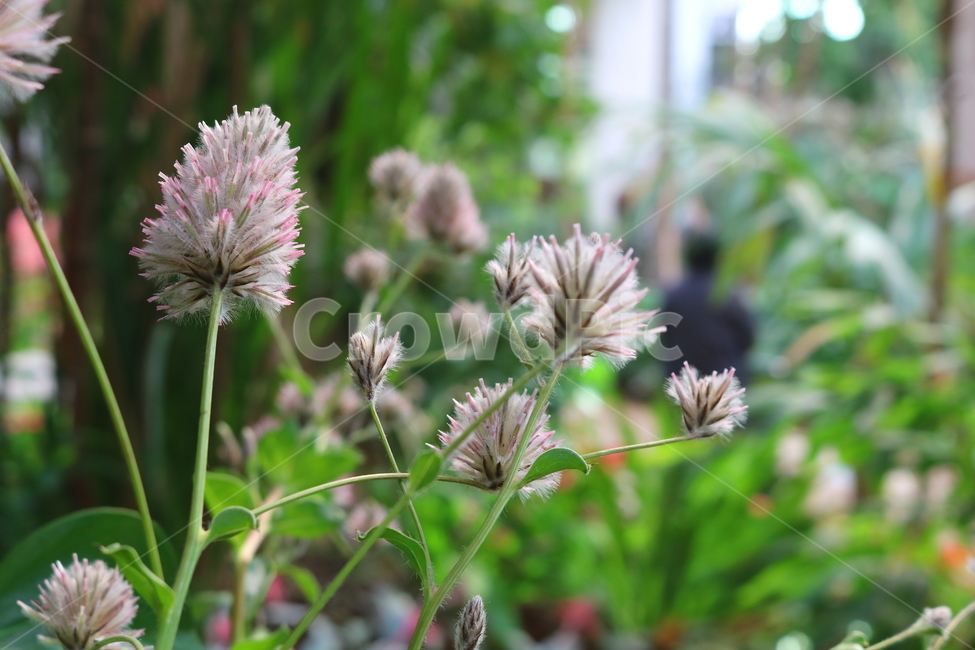 프틸로투스,꽃,프틸로투스꽃,비름과,식물,자연,식물원,식물,자연,plants,nature,꽃,flower
