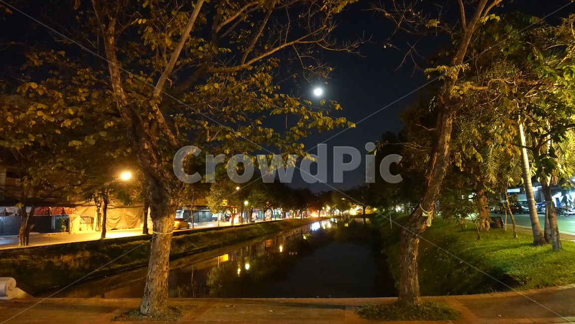 light,빛,야경,수로,밤거리,밤,night,가로수,나무,tree
