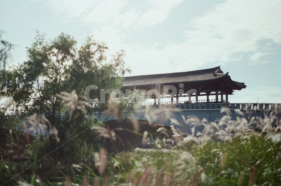 경치,풍경,landscape,가을,fall,autumn,plant,맑은,sunny,산책,힐링,여유,relax,필름카메라,outdoors,자연,풍경,nature,landscape,한국자연풍경,한국자연경관,korea nature landscape