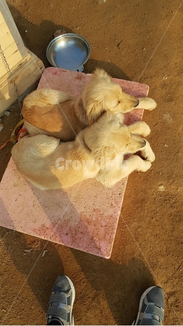 강아지,멍멍이,리트리버,골든리트리버,애완견,동물,animal,포유류,mammal,개,강아지,dog,doggy